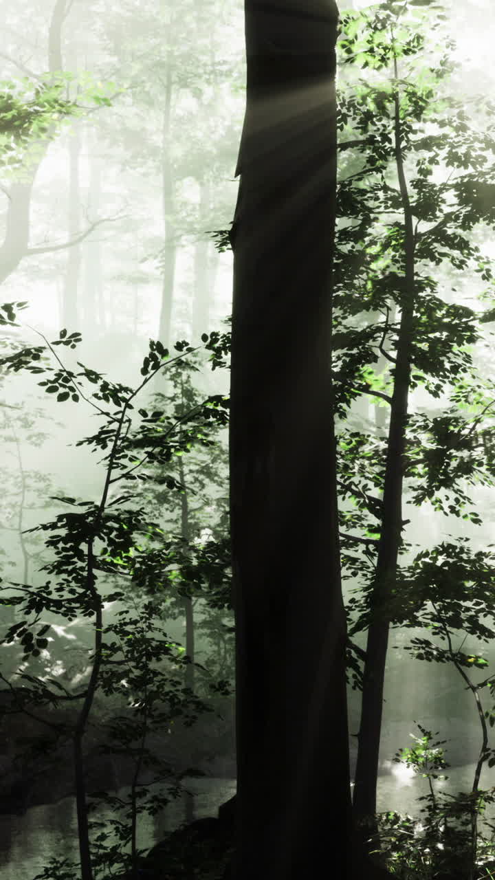 Sunlight filters through misty forest trees creating a tranquil atmosphere