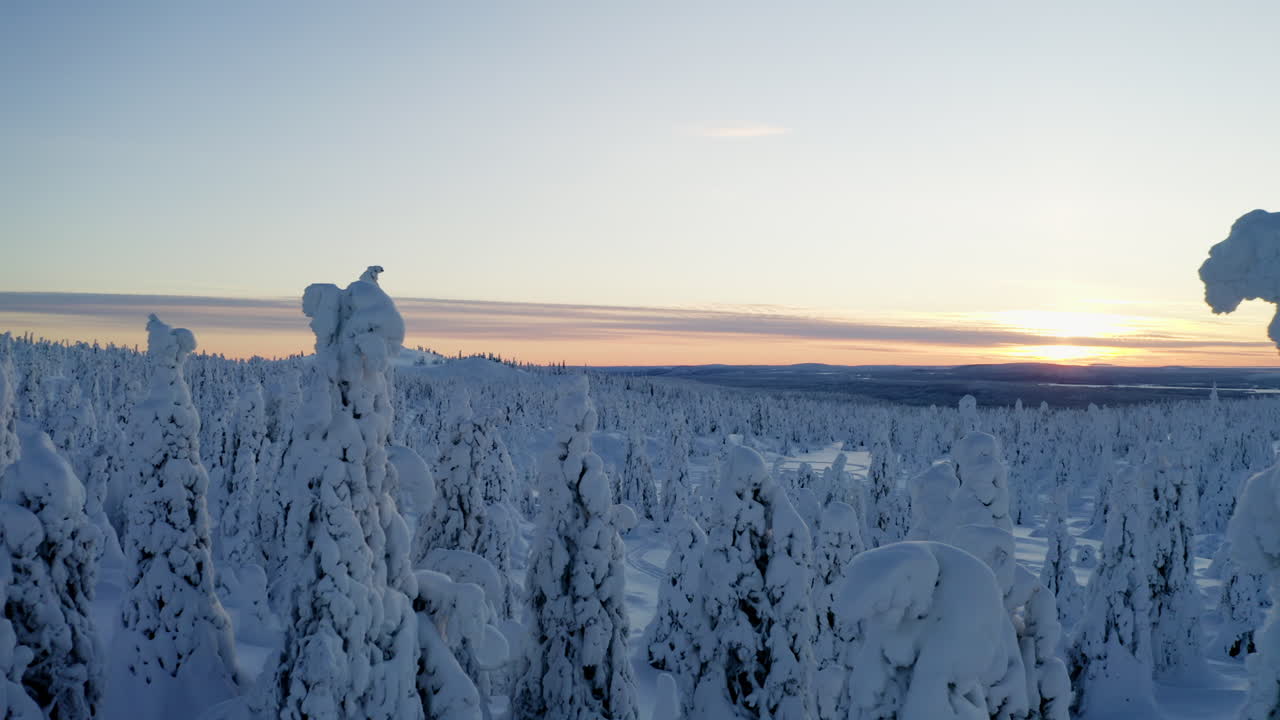 Luftfoto som beveger seg sakte gjennom hvit snødekt Norrbotten vinterlandskap i svensk Lappland ved soloppgang