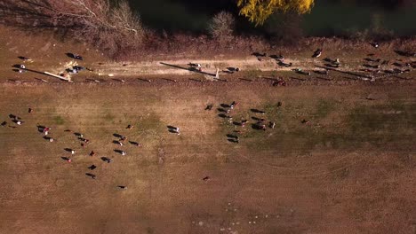 Vista-Aérea-De-Un-Grupo-De-Personas-Caminando-Y-Ejercitando-A-Sus-Perros-Sin-Correa,-Corriendo-Y-Jugando-Juntos