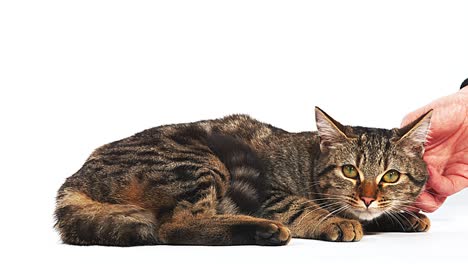 woman caressing a brown tabby domestic cat on white background, real time 4k