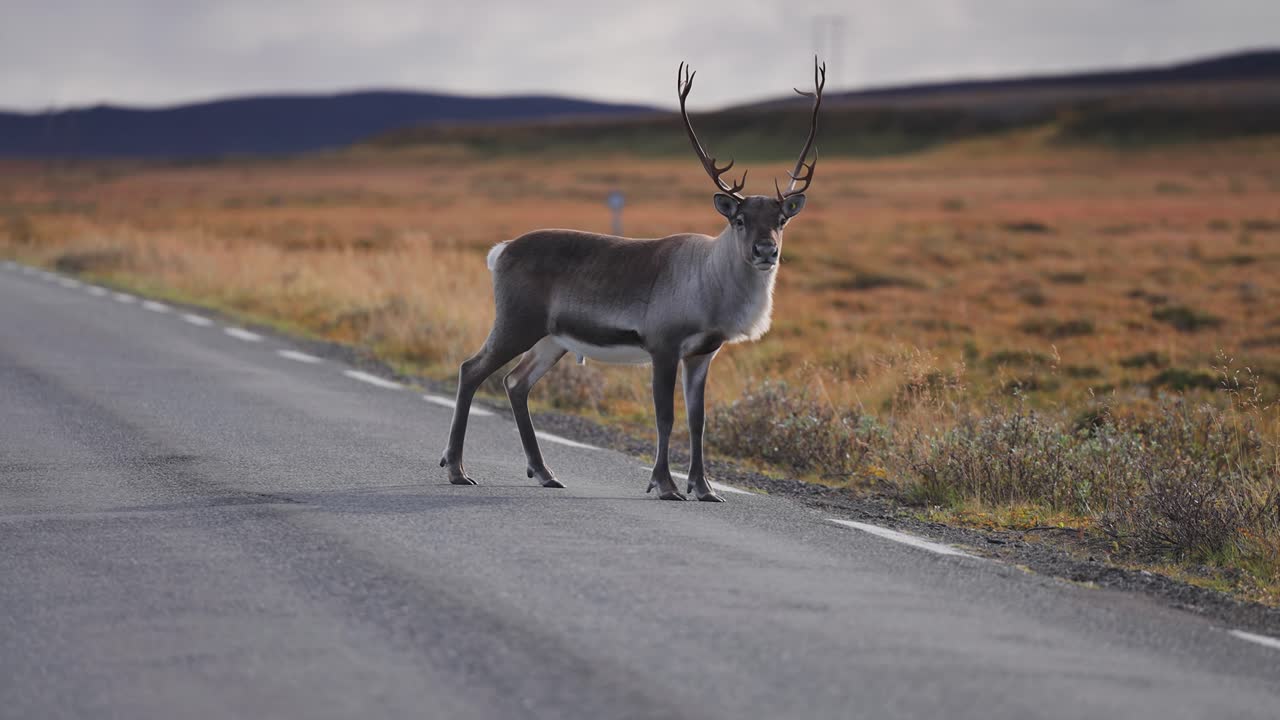 un reno solitario con magníficos cuernos se para en el camino y luego huye a la tundra de otoño
