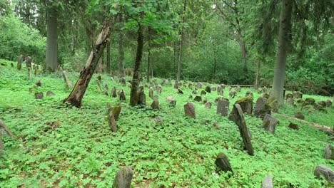 viejo bosque y viejo cementerio