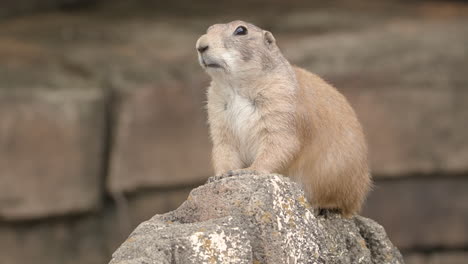 Niedliches-Nagetier-Schwarzschwanz-Präriehund-Sitzt-Auf-Dem-Felsen