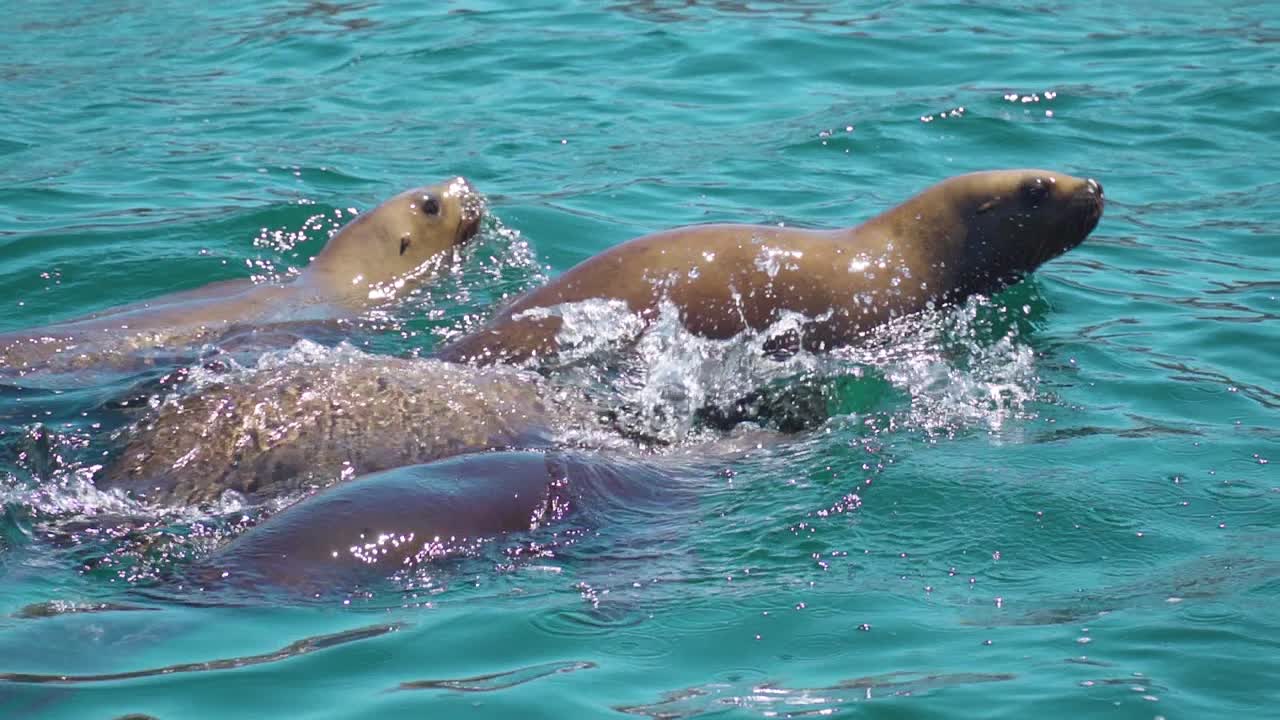 Sea Lions Swimming On The Patagonian Sea On A Sunny Day - Slow Motion