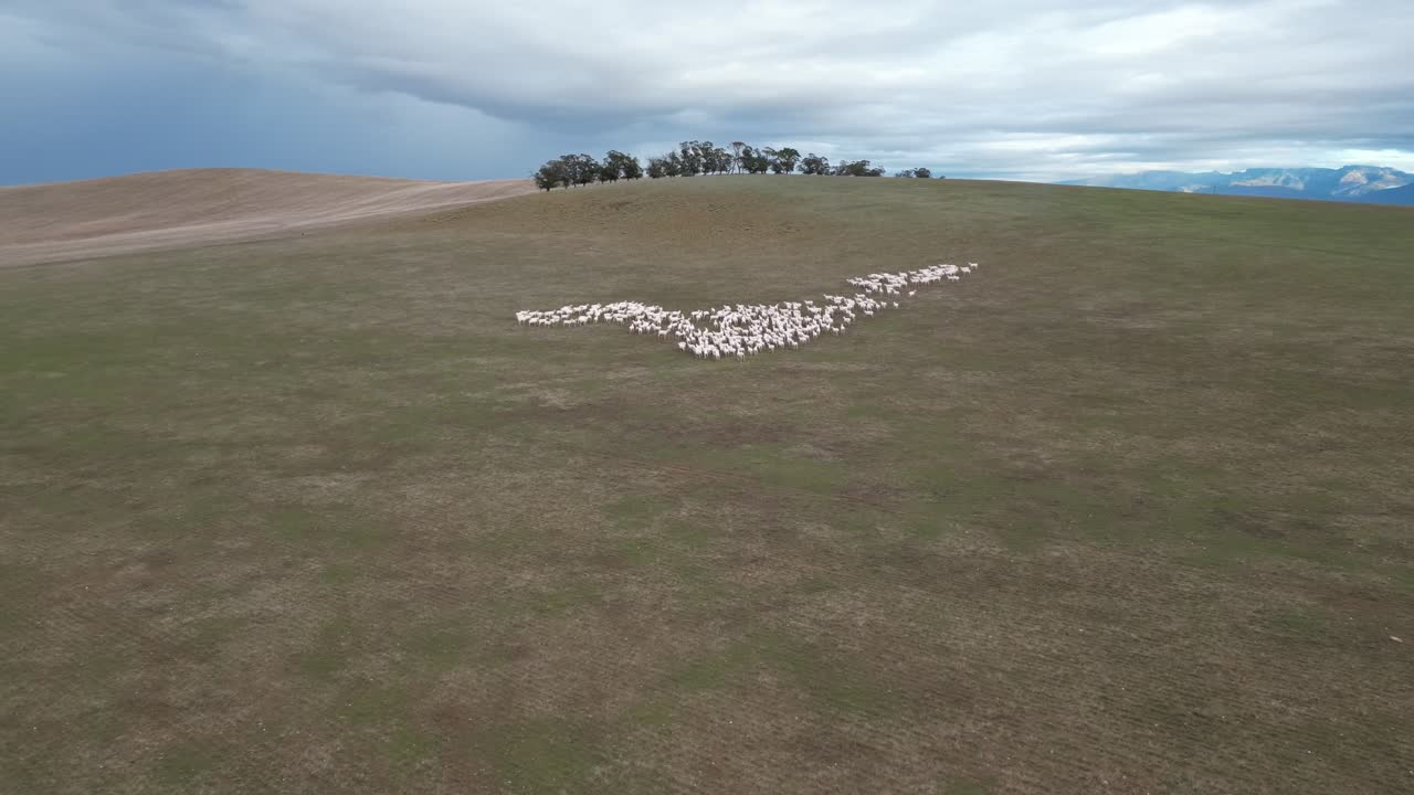 Flock of sheep in a large field