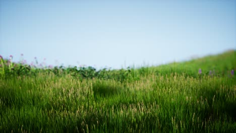 field of green fresh grass under blue sky