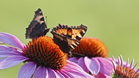 pair of butterflies eating nectar from orange coneflower - macro static shot