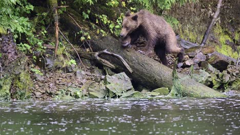 Ein-Braunbär,-Der-Auf-Einem-Baumstamm-Am-Pavlof-Fluss-Läuft,-Der-In-Die-Süßwasserbucht-Im-Hafen-Von-Pavlof-Auf-Der-Insel-Baranof-Im-Südosten-Von-Alaska-Fließt-1