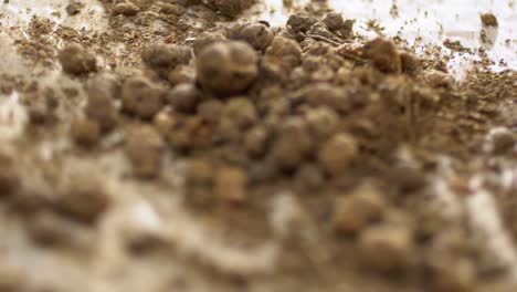 Macro-Shot-Of-Turning-Madder-Plant-Roots-Into-Traditional-Powder-For-Remedies-And-Dye-Colouring