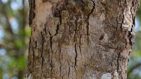 Inteligentemente-Camuflado,-El-Draco-Comúnmente-Conocido-Como-Lagarto-Volador-Adquiere-El-Color-De-La-Corteza-A-Medida-Que-Sube-Por-El-Tronco-Del-árbol-Dentro-Del-Parque-Nacional-De-Khao-Yai-En-Tailandia.