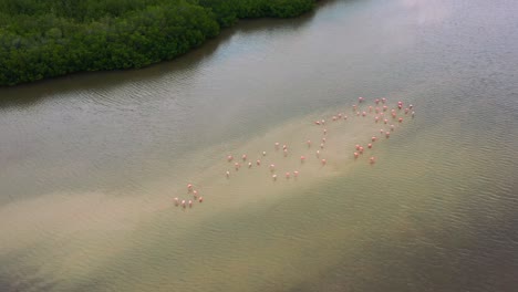 Gran-Grupo-De-Flamencos-Rosados-Pescando-En-Un-Banco-De-Arena-Poco-Profundo-En-El-Agua-Marrón-Del-Río-De-Los-Manglares-De-Río-Lagartos,-Antena-De-Arriba-Hacia-Abajo