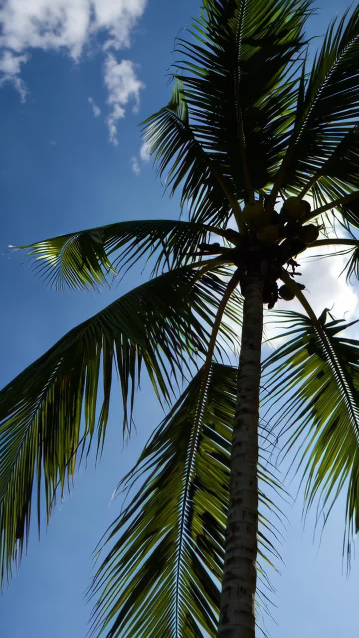 palmera bajo un cielo azul