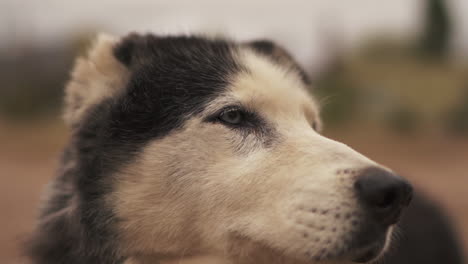 Siberian-Husky-Dog-face-in-beautiful-close-up,-shot-slowmotion,-Cute-husky-on-outdoor-bokeh-background