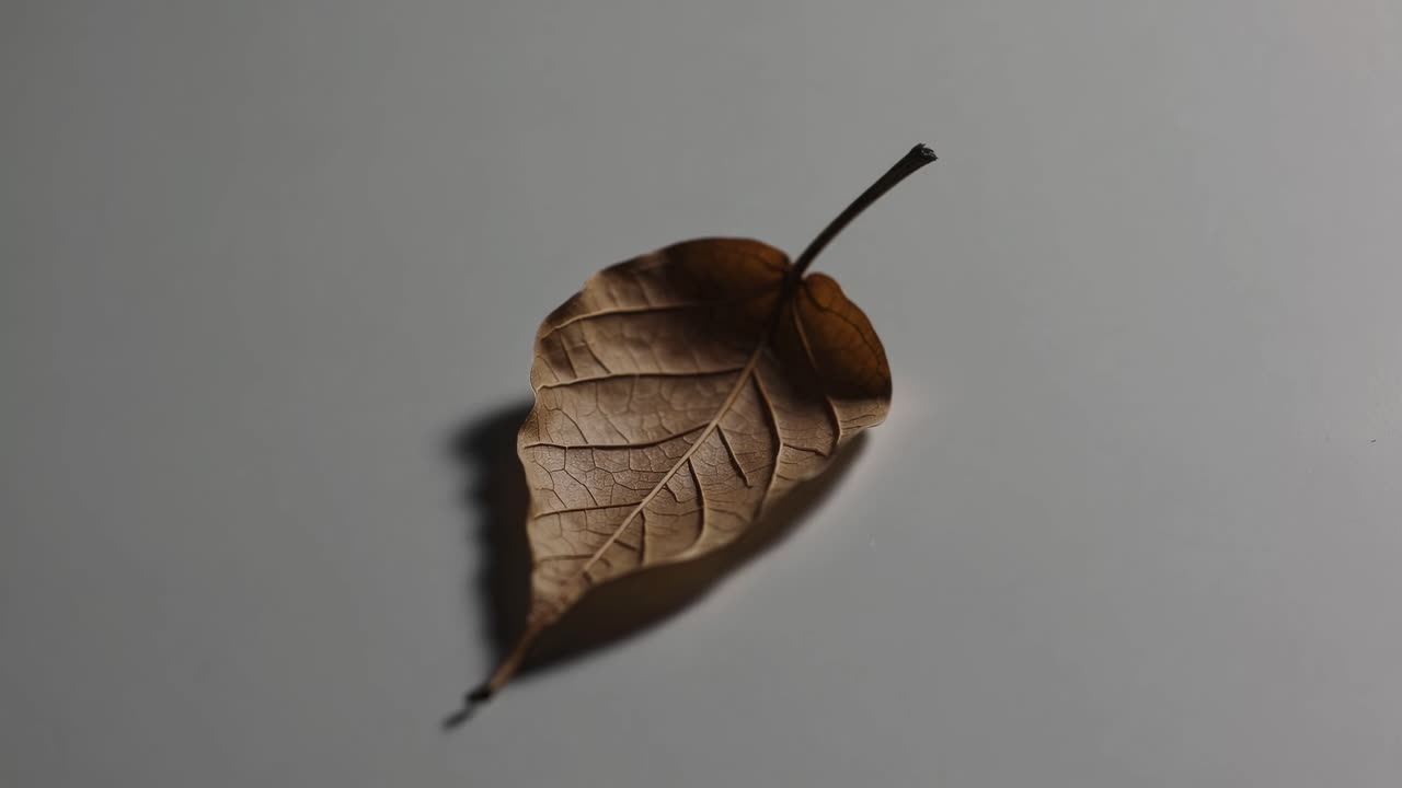 Aerial view of a dried leaf on a plain surface, casting a soft shadow
