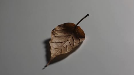 Aerial view of a dried leaf on a plain surface, casting a soft shadow