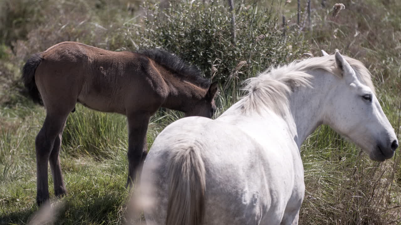 carmargue caballos 4k 02