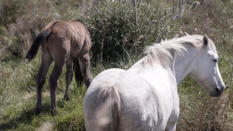 Carmargue-Horses-4K-02