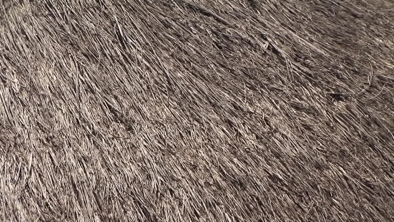 초가 지붕이 있는 아프리카 우간다 마을의 팬업 샷