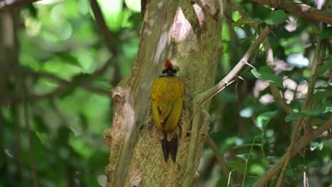 Pickt-Auf-Die-Rinde-Des-Baumes,-Bleibt-Dann-Stehen,-Schaut-Zurück-Und-Kratzt-Sich-Dann-Am-Hals,-Gewöhnlicher-Flameback-Dinopium-Javanense,-Thailand