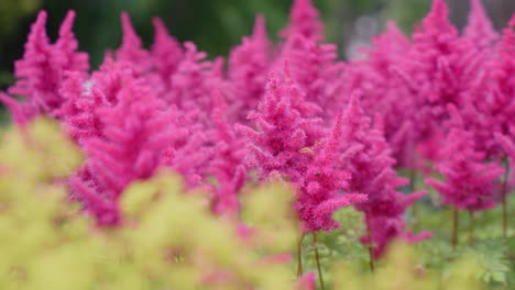 panning right revealing field of beautiful pink false goat´s beard flowers