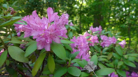 Purple-rhododendron-flowers-swaying-in-slow-motion-breeze-close-up