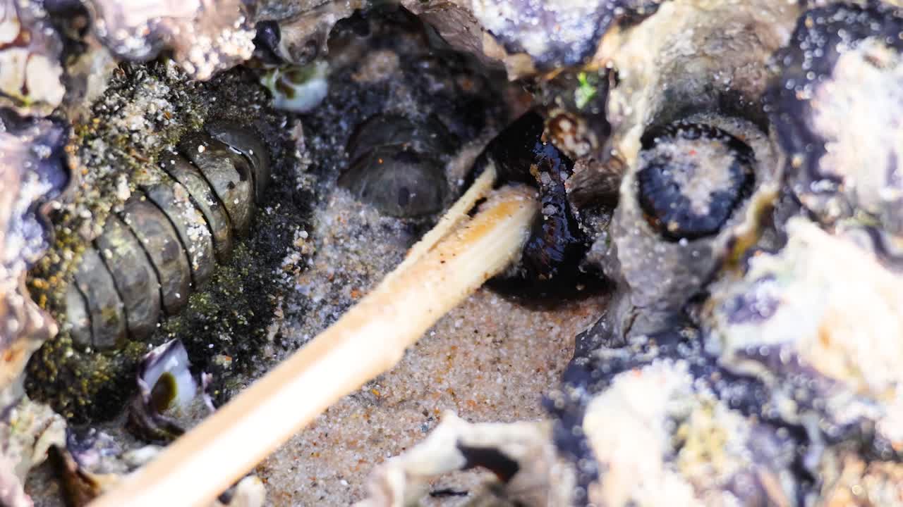 모래 해변 에 있는 해양 생물 들 의 근접 사진