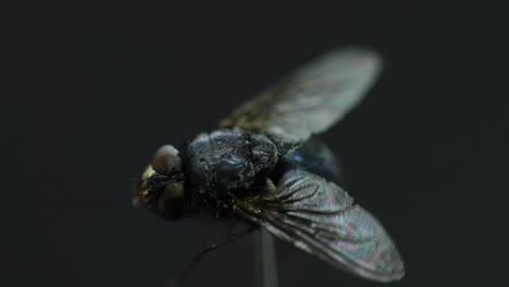 mosca capturada en primer plano macro en detalle dentro de la niebla en movimiento y la ola de humo blanco con alas capturadas a 60 fps