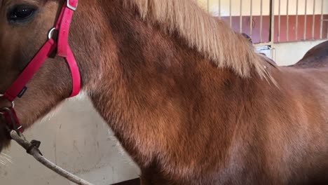 Close-up-portrait-scene-of-young-redhead-girl-girl-gently-brushing-horse