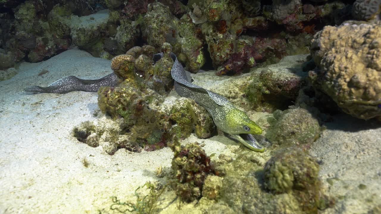 Yellow edged moray swimming on the sand amongst corals in the red sea