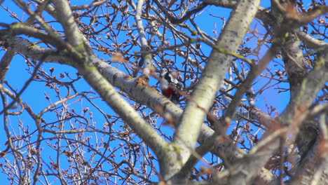 Bird-in-tree.-Blooming-willow-tree-in-front-of-blue-sky.-Bird-on-tree-in-spring