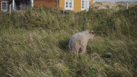 Eine-Ziege,-Die-Gras-Frisst.-4k-Aufnahmen