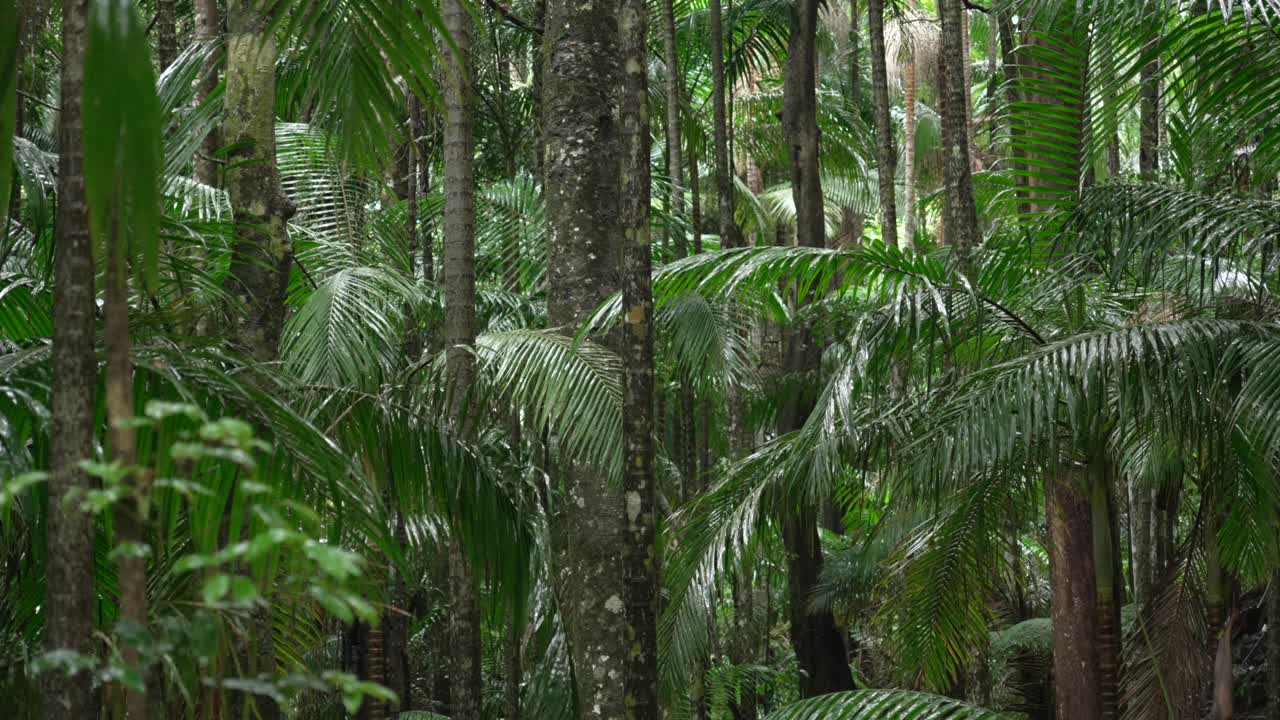 Lush Rainforest Scene