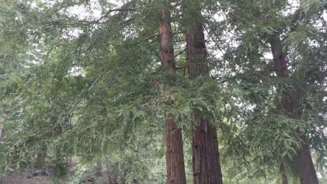 redwood forest tree branch locked shot in 4k