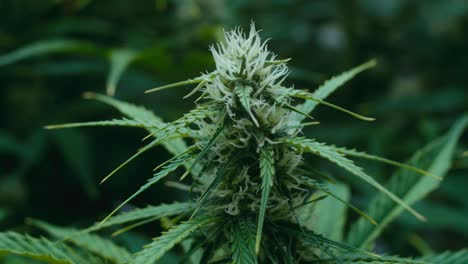 cannabis plant bud close-up