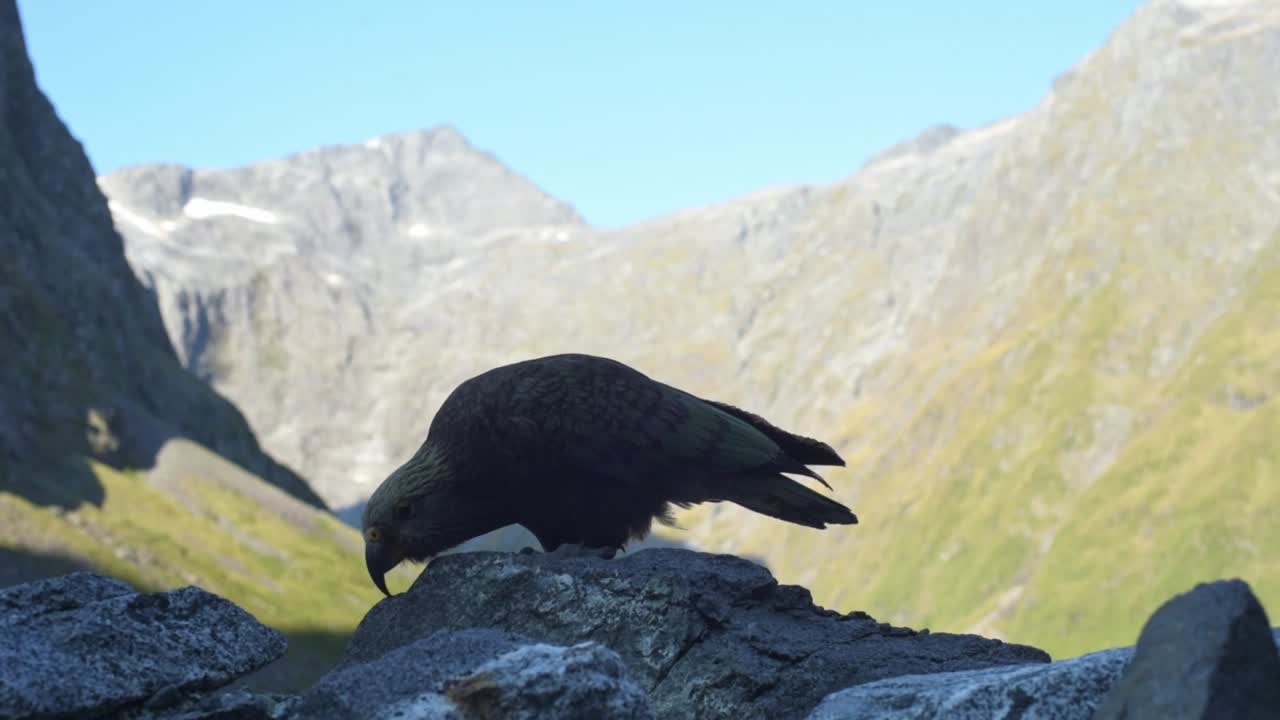 Pappagallo di montagna Kea neozelandese posato sulle rocce in cerca di cibo.