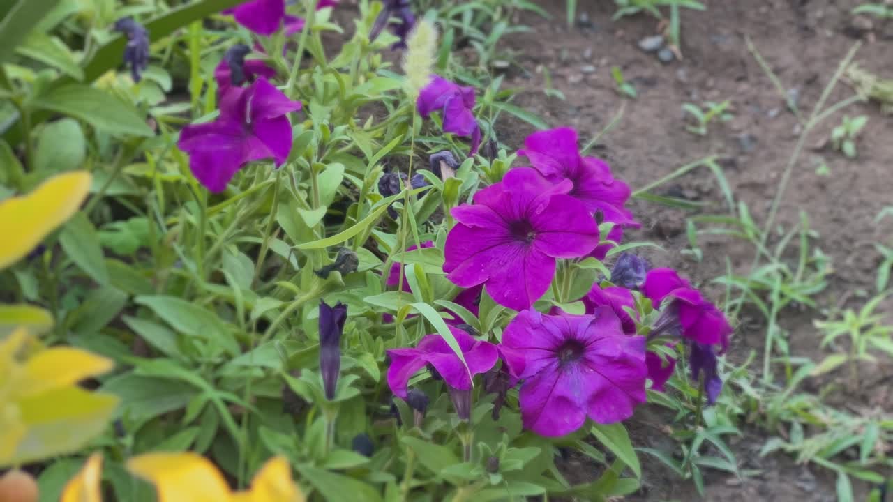 Closeup of vibrant violet petunia flowers in full bloom, surrounded by lush green foliage.