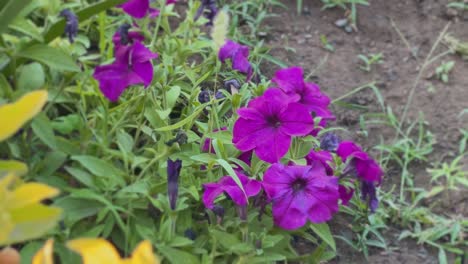 closeup of vibrant violet petunia flowers in full bloom, surrounded by lush green foliage.