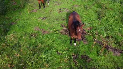 Pferde-Grasen-Rund-Um-Lommel-Belgien