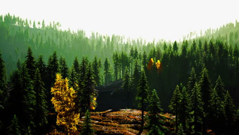 una hermosa escena del bosque con pinos altos y hojas doradas