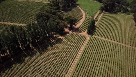 Panorama-De-Una-Bodega-Agrícola-Con-Hileras-De-Vid-Verde-En-Constantia,-Ciudad-Del-Cabo,-Sudáfrica