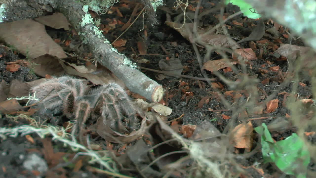 걷는 독거미의 전면 클로즈업 보기