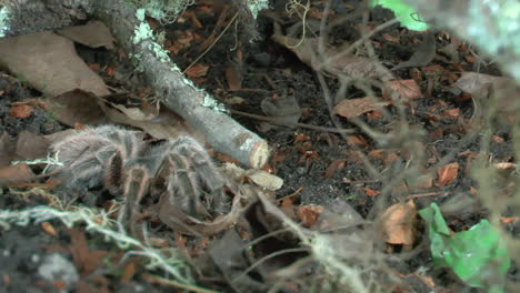 front close up view of walking tarantula