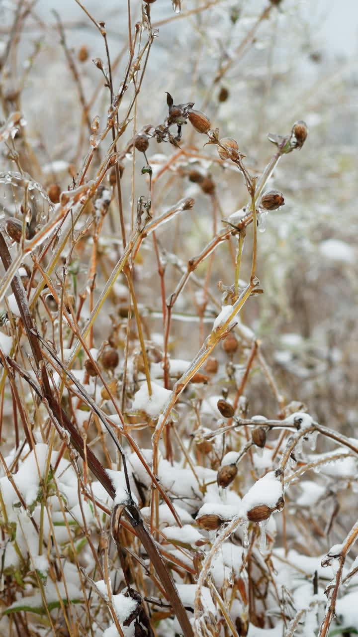 cerca de tallos de hierba seca y ramas cubiertas de nieve y helada, mostrando delicadas texturas congeladas y belleza natural del invierno en una escena al aire libre tranquila con fondo borroso suave