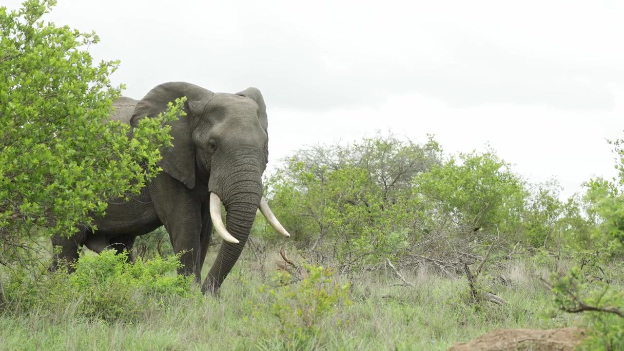 Bredt skud af en afrikansk elefanttyr, der dukker frem bag et træ, mens den går og æder af den frodige grønne vegetation på en blæsende dag i Kruger Nationalpark.