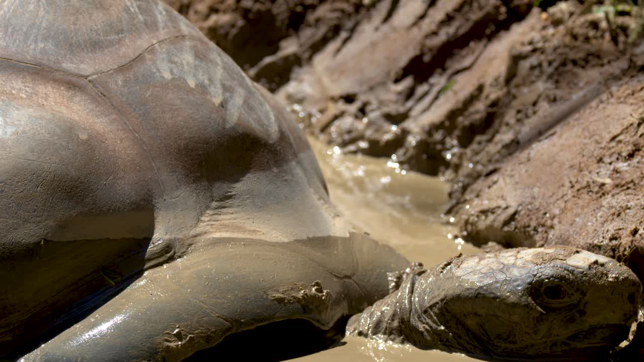 A giant Aldabra tortoise rests in a muddy puddle under bright sunlight in Beerwah, Queensland
