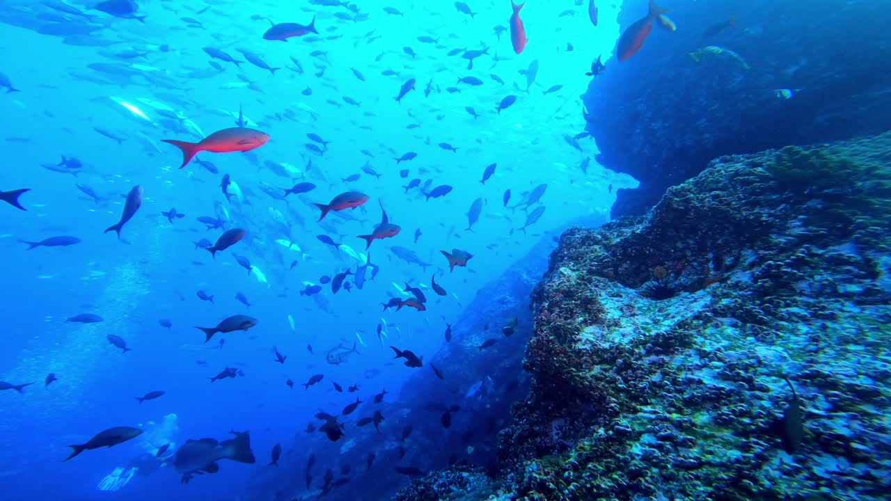 많은 물고기와 함께 암초 옆에서 카메라 활공