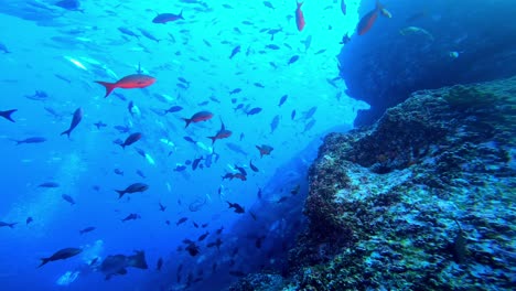 la cámara se desliza por el arrecife con muchos peces
