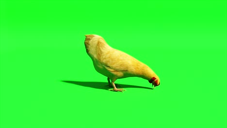 chicken goes on an isolated green background. chromakey. green screen. 3d animation of seamless loop