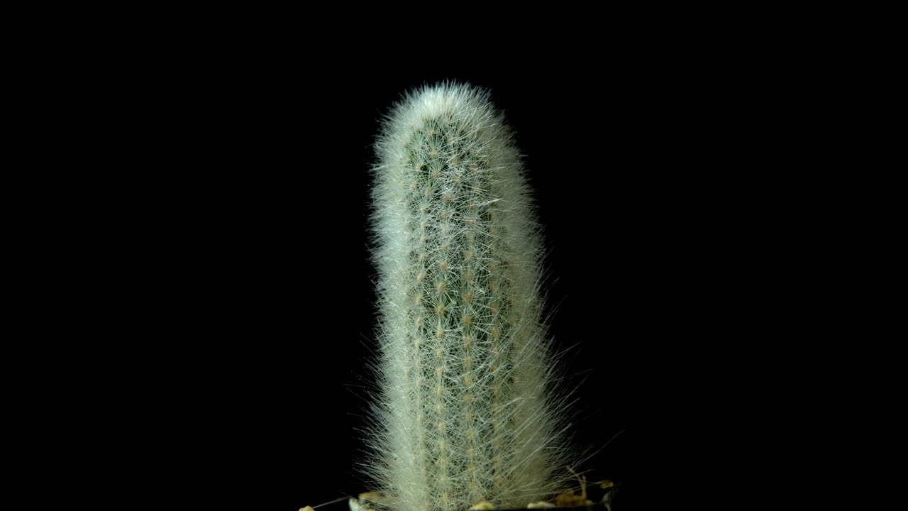 el cactus verde con agujas delgadas y afiladas gira sobre un fondo oscuro.