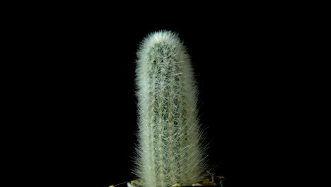 green cactus with sharp thin needles rotates on dark background.